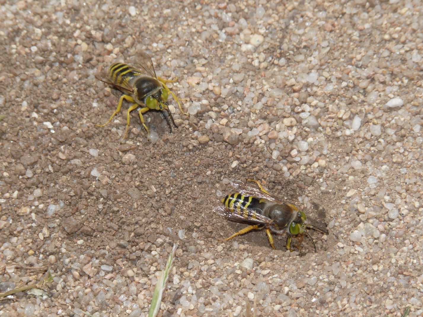 Corteggiamenti di gruppo: Bembix rostrata (Crabronidae)